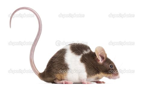 Side View Of A Common House Mouse Mus Musculus Isolated On Whi Stock