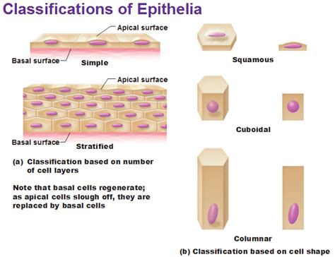 Basics Of Epithelial Tissue