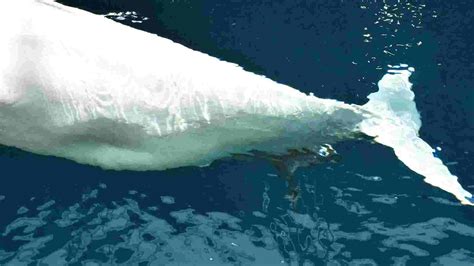 Baby Beluga Whale Born At Georgia Aquarium