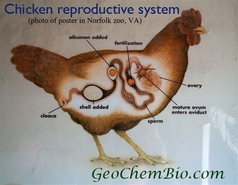 How Do Eggs Form Inside A Chicken Quora