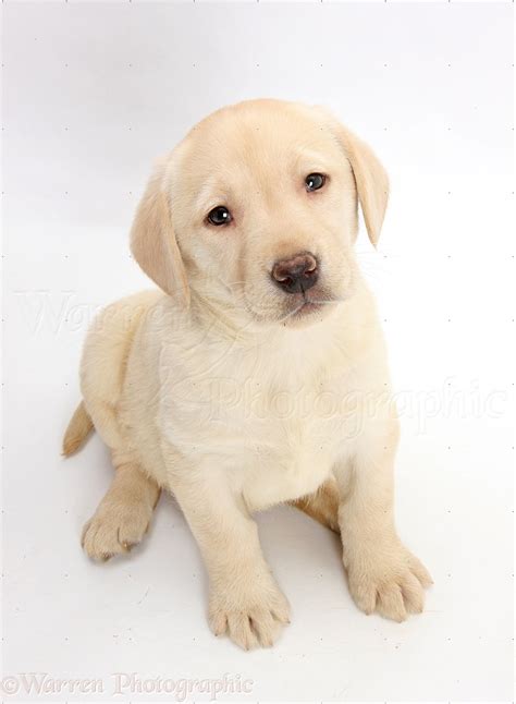 Maybe you would like to learn more about one of these? Dog: Yellow Labrador Retriever pup, 7 weeks old photo WP33581