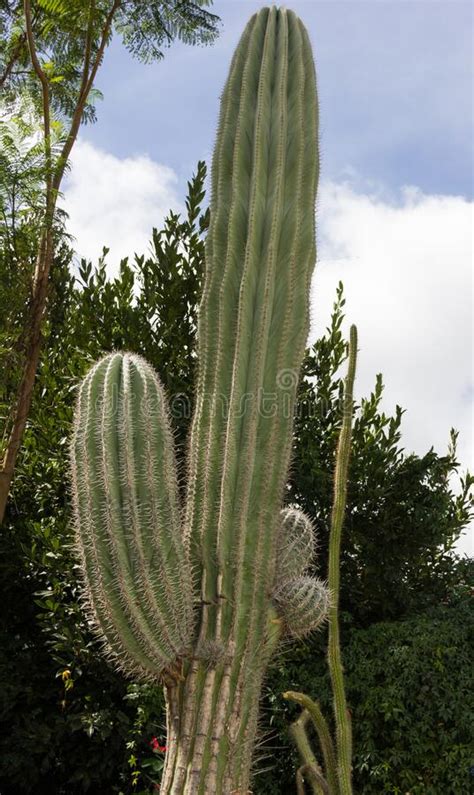 How do you get rid of or soothe the pain from little cactus needles in your skin if you cannot see them and cannot get them with a pair of tweezers? Big Green Cactus In The Wild Nature Stock Photo - Image of ...