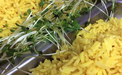 Starch is basically a sponge that absorbs water, so the rice is. Fragrant Basmati Rice - Catering-Online