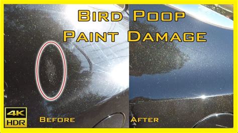 How To Remove Bird Poop From Car Without Damaging Paint Removemania