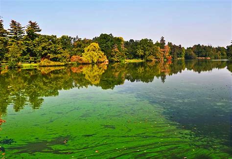 For ongoing/preventative measures, the 12 essential nutrients in nualgi ponds will balance the nitrogen, phosphorous and carbon dioxide levels to create a more friendly environment for fish and plant health. Blue-Green Algae: Dangerous to Pets and Livestock - The Horse