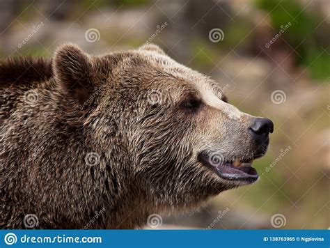 Close Up Portrait Of Adult Brown Bear Portrait Of Kamchatka Bear