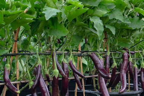 Success growing vegetables is all about timing—in the garden or in containers. How To Grow Vegetables In 5 Gallon Buckets - An Attractive DIY Solution!