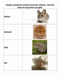 Field Guide To Rodent Identification Reddeadredemption