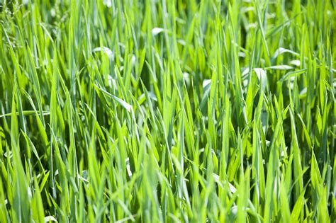 Grass Allergy Rash