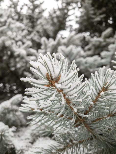 White Snow On Green Pine Tree Hd Phone Wallpaper Peakpx