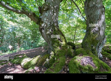 Old Beech Tree Hi Res Stock Photography And Images Alamy