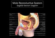 The most basic unit is the cell; Reproductive Sagittal of the Male and Female Anatomy