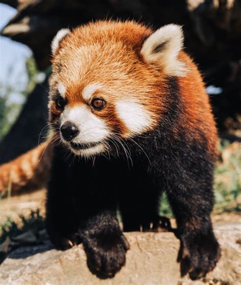 Greater Vancouver Zoo Celebrates Birth Of Endangered Red Panda Twins Blog
