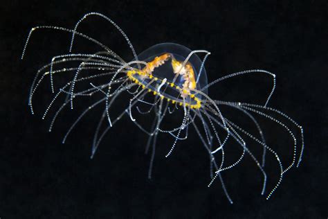 Hitchhiking Jellyfish Gonad Loving Parasites And The Skeleton Shrimp