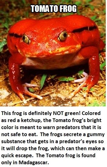 Top Weird And Strange Frogs In The World Frogs Are Among The Most