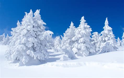 Pine Trees Snow