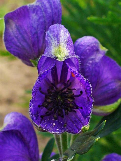 Wolfsbane Aconitum Flower Meaning Symbolism And Uses A To Z Flowers