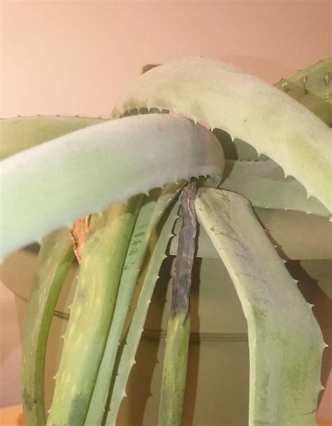 Diseases Aloe Vera Plant Has Rot Deep In The Leaf And Is Looking