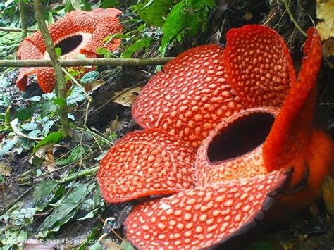 Corpse Flower Rafflesia Arnoldii Found Mainly In Low Lying Tropical