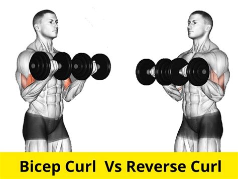 Bicep Curl Vs Hammer Curl Vs Reverse Curl Which One Is Better
