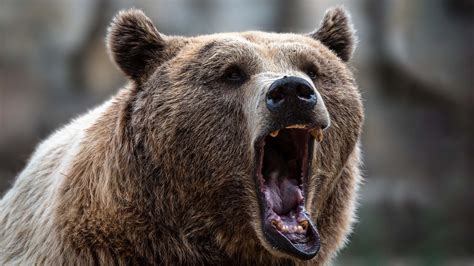 brown bears in sweden wake from hibernation and go on reindeer killing spree techradar