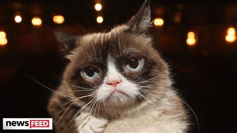 Viral Sensation Grumpy Cat Dies And Fans Are Not Well Celebrity News