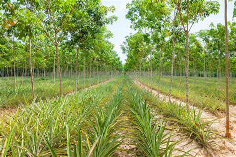 Genetic engineering of md2 followed by selection in the field trials for the traits of interest. Pineapple Plant Field In Rubber Garden Stock Image - Image ...