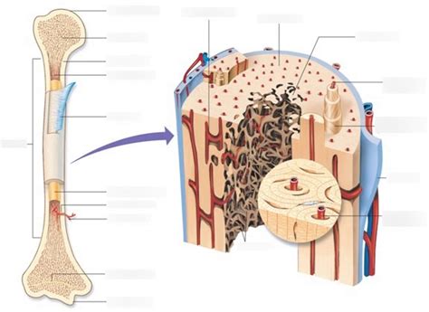 Compact Spongy Bone Diagram Quizlet