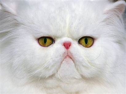 Persian Cat Face Cats Wallpapers Kitten Persians