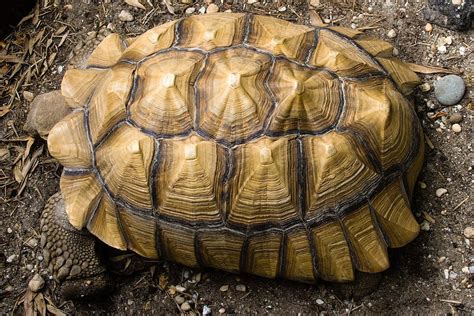Ca094 African Spurred Tortoise In 2021 Tortoise Loggerhead Turtle