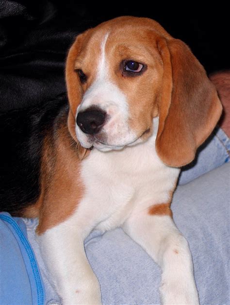 Wally Beagle Beagle Baby Beagle Animals And Pets