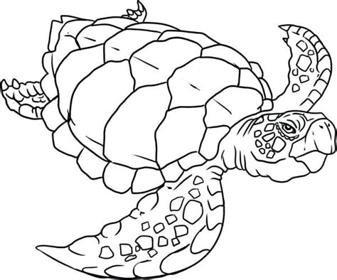 Select one of 1000 printable coloring pages of the category adult. Detailed Turtle Coloring Pages at GetColorings.com | Free ...