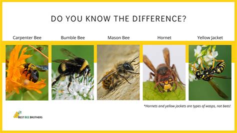 Different Types Of Bees At Your House Best Bee Brothers