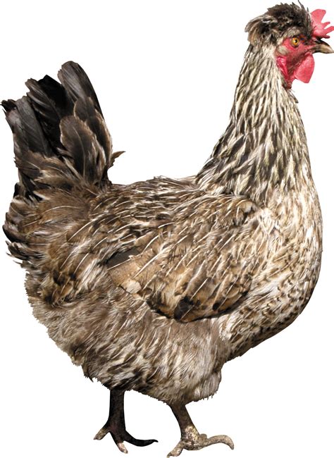 Chicken Png Image Transparent Image Download Size 1811x2484px