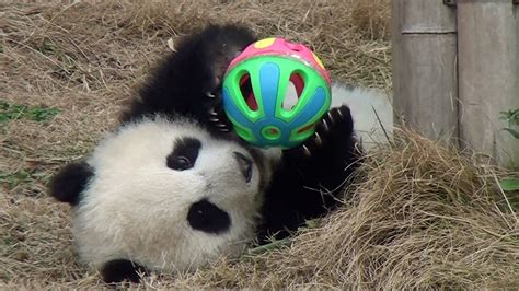 Giant Panda Cub Plays With A Colorful Ball Until It Rolls Away