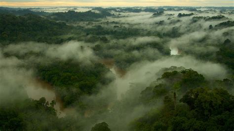 Theres A New Way To Tour The Amazon Rainforest—by Crane