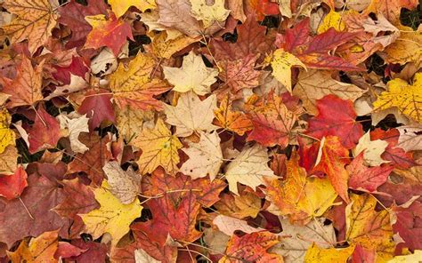 The Science Of Autumn Leaf Color Change Morning Ag Clips