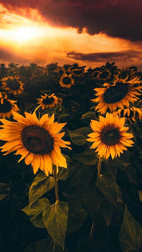 El Top 48 Fondos De Girasoles Abzlocalmx