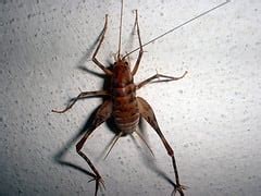 are spider crickets poisonous to dogs