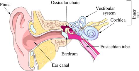 Peripheral Auditory System From With Permission From Wc Earnshaw