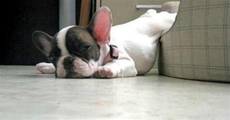 Share on pinterest share on facebook share on twitter. 10 Hilarious French Bulldog Memes Will Make Your Day