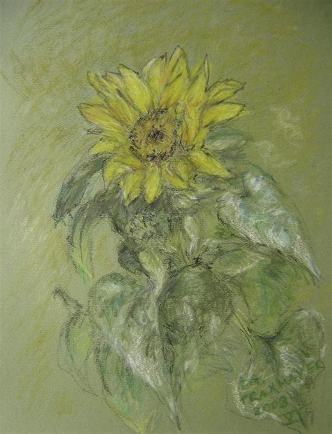 Sunflower Drawing By Ag Praxmayer Fine Art America