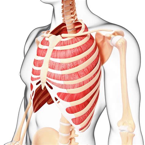 Anatomy Of Ribs Figure 5 From The Anatomy Of The Ribs And The Sternum