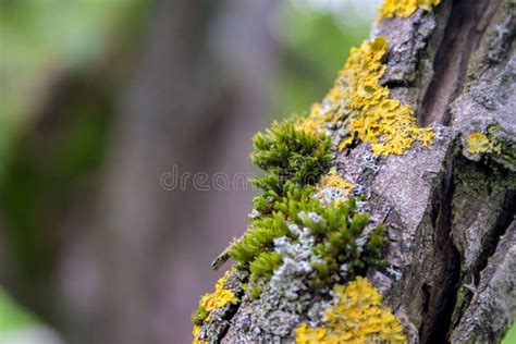 Moss On The Tree Branch Stock Photo Image Of Moss Yellow 59830996
