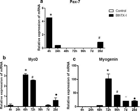 Mrna Expression For Myogenic Transcription Factors In Macerate Muscle