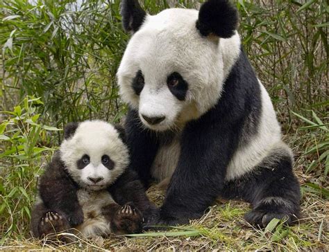 Lovable Images Panda Bear Wallpapers Free Download Cute Panda Bear