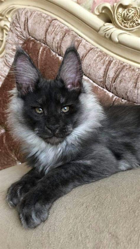 Giant Maine Coon Kittens For Sale Near Me