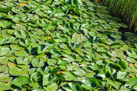 Water Lily Leaves Stock Photo Image Of Lilly Fresh 184218998