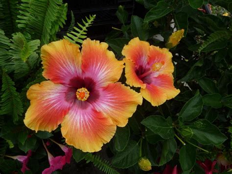 Photo Of The Bloom Of Tropical Hibiscus Hibiscus Rosa