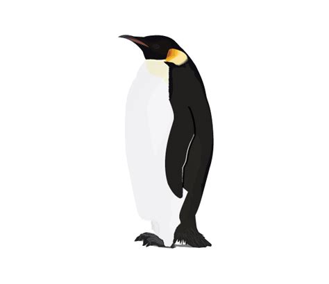 On this page, you can find a png clipart associated with the tags: Download Penguin Png Image HQ PNG Image | FreePNGImg